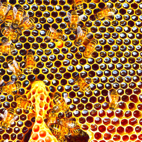 Lù Fēng Fáng (Wasp nest) plant