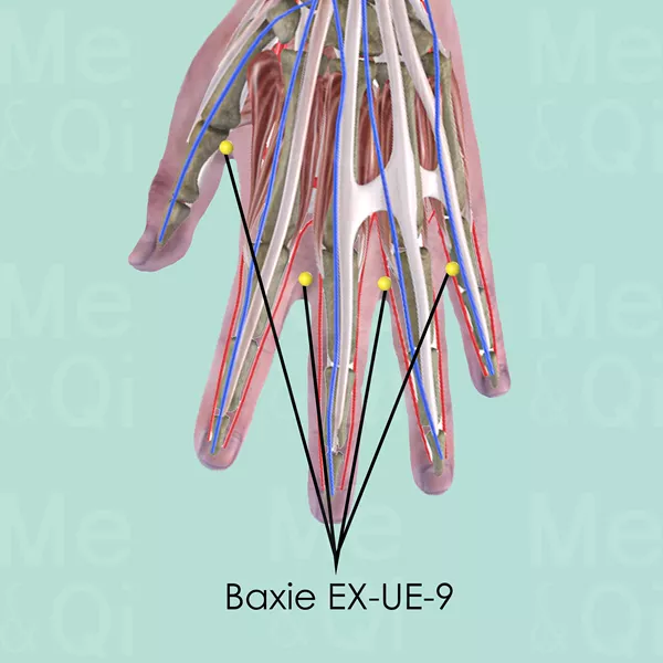 Baxie EX-UE-9 - Muscles view - Acupuncture point on Extra Points: Upper Extremities (EX-UE)