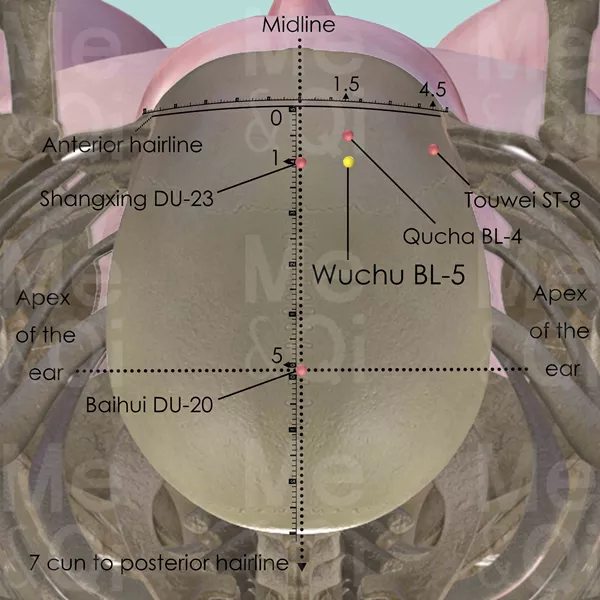 Wuchu BL-5 - Bones view - Acupuncture point on Bladder Channel