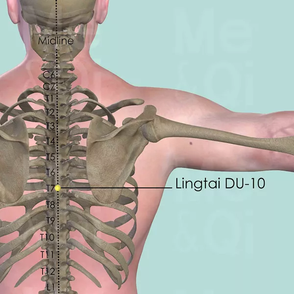 Lingtai DU-10 - Bones view - Acupuncture point on Governing Vessel