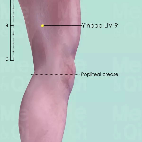 Yinbao LIV-9 - Skin view - Acupuncture point on Liver Channel