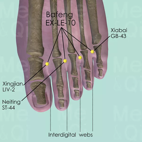 Bafeng EX-LE-10 - Bones view - Acupuncture point on Extra Points: Lower Extremities (EX-LE)