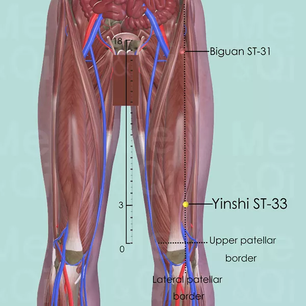 Yinshi ST-33 - Muscles view - Acupuncture point on Stomach Channel