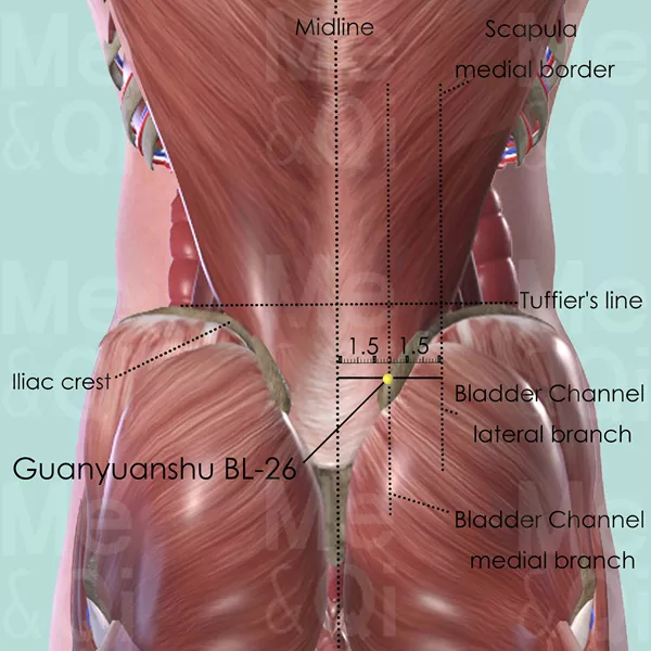 Guanyuanshu BL-26 - Muscles view - Acupuncture point on Bladder Channel