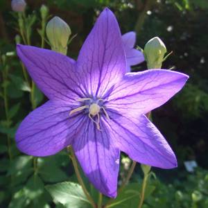 Jie Geng (Platycodon roots) plant