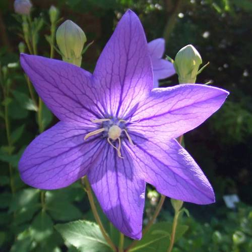 Jie Geng (Platycodon roots) plant