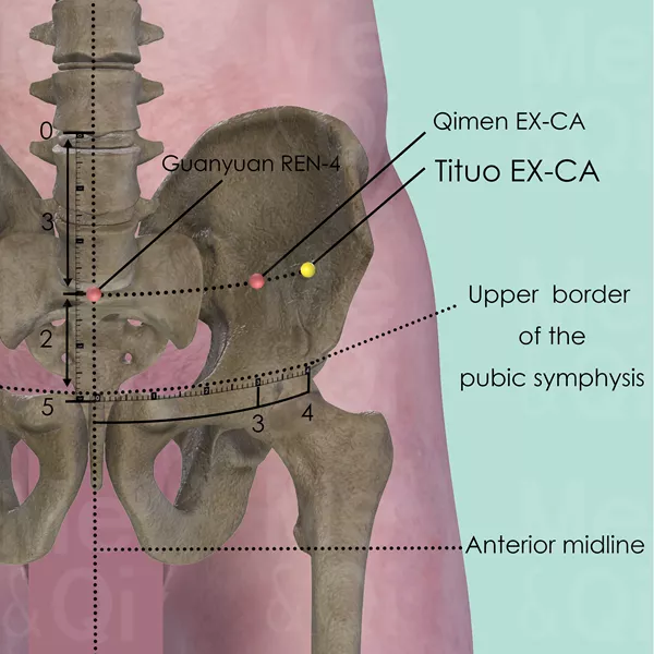 Tituo EX-CA - Bones view - Acupuncture point on Extra Points: Chest and Abdomen (EX-CA)