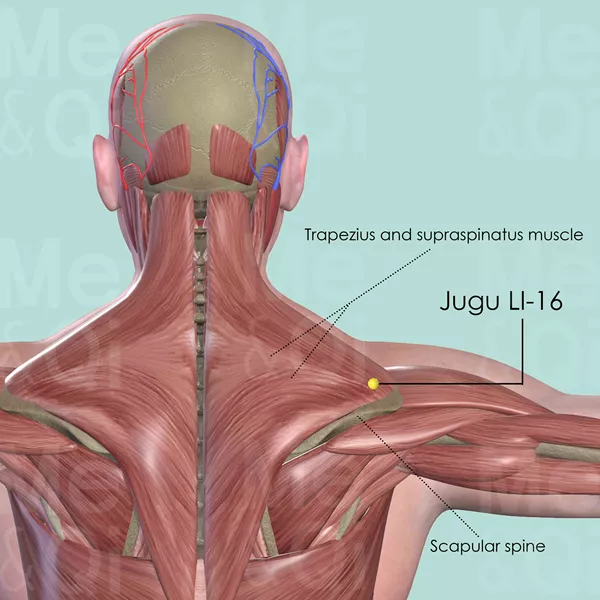 Jugu LI-16 - Muscles view - Acupuncture point on Large Intestine Channel