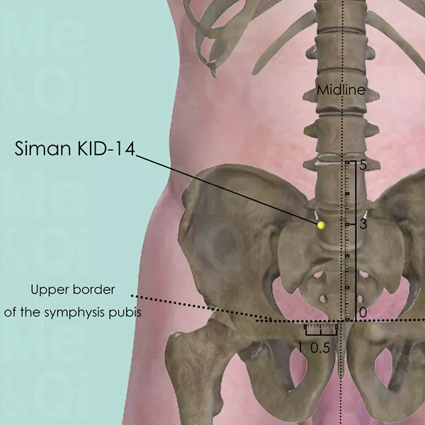 Siman KID-14 - Bones view - Acupuncture point on Kidney Channel