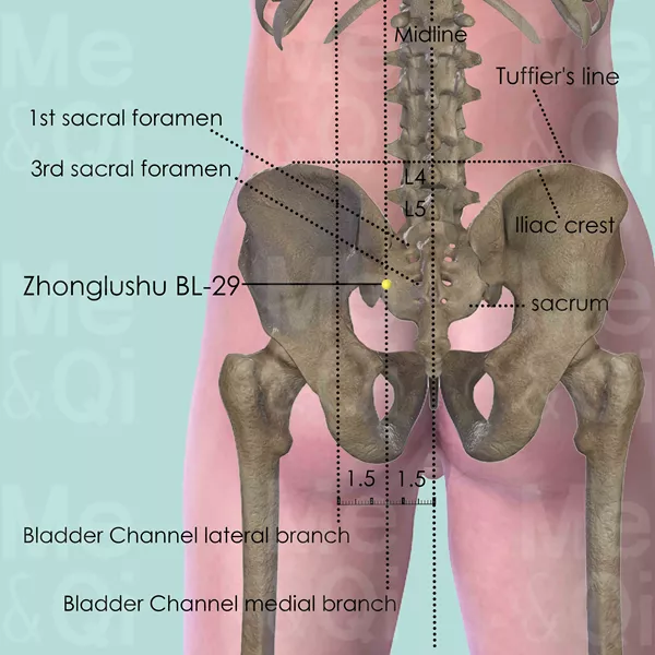 Zhonglushu BL-29 - Bones view - Acupuncture point on Bladder Channel