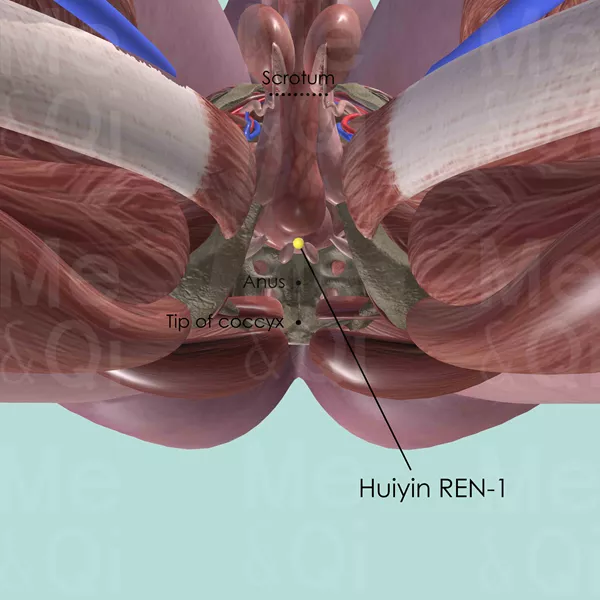 Huiyin REN-1 - Muscles view - Acupuncture point on Directing Vessel
