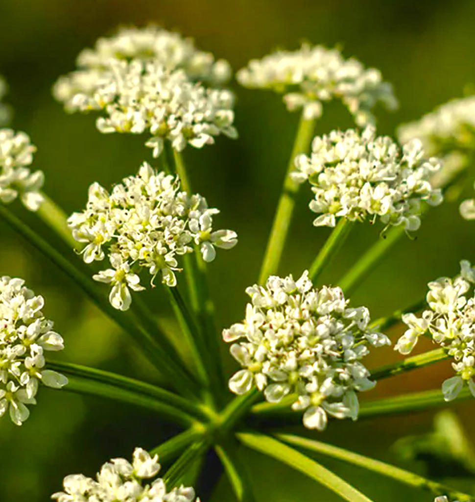 Bai Zhi (Dahurian angelica root) plant
