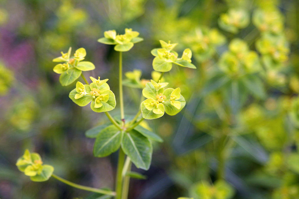 Jing Da Ji (Peking spurge root) plant