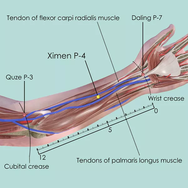 Ximen P-4 - Muscles view - Acupuncture point on Pericardium Channel
