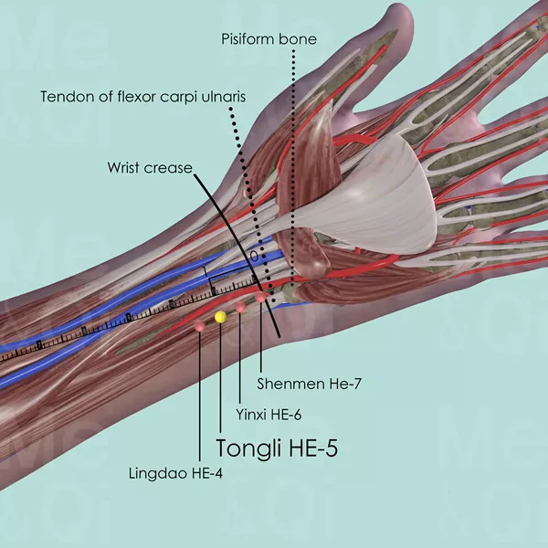 Tongli HE-5 - Muscles view - Acupuncture point on Heart Channel