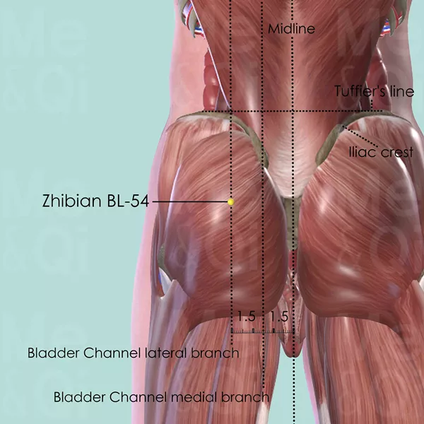 Zhibian BL-54 - Muscles view - Acupuncture point on Bladder Channel
