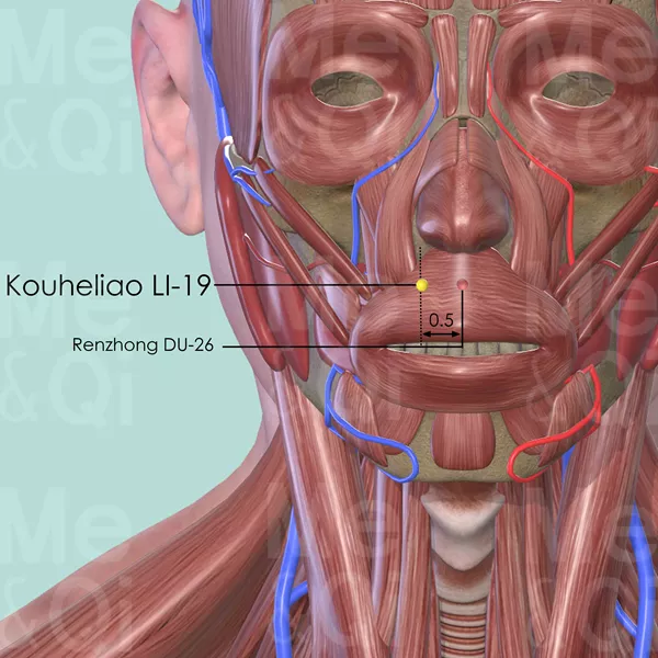 Kouheliao LI-19 - Muscles view - Acupuncture point on Large Intestine Channel