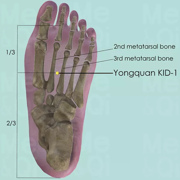 Yongquan KID-1 - Bones view - Acupuncture point on Kidney Channel