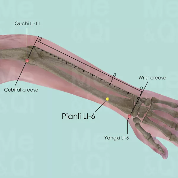 Pianli LI-6 - Bones view - Acupuncture point on Large Intestine Channel