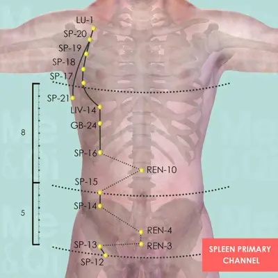Spleen Primary Channel pathway