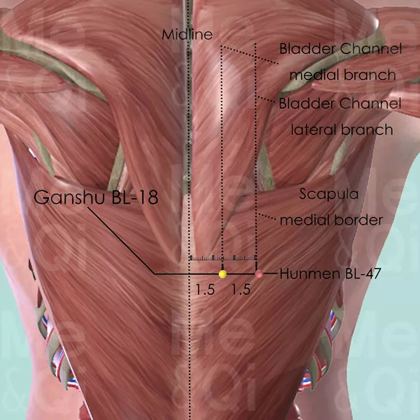 Ganshu BL-18 - Skin view - Acupuncture point on Bladder Channel