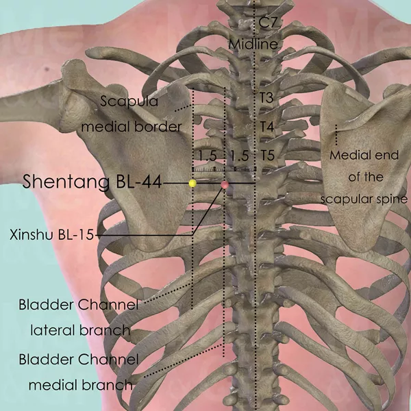 Shentang BL-44 - Bones view - Acupuncture point on Bladder Channel