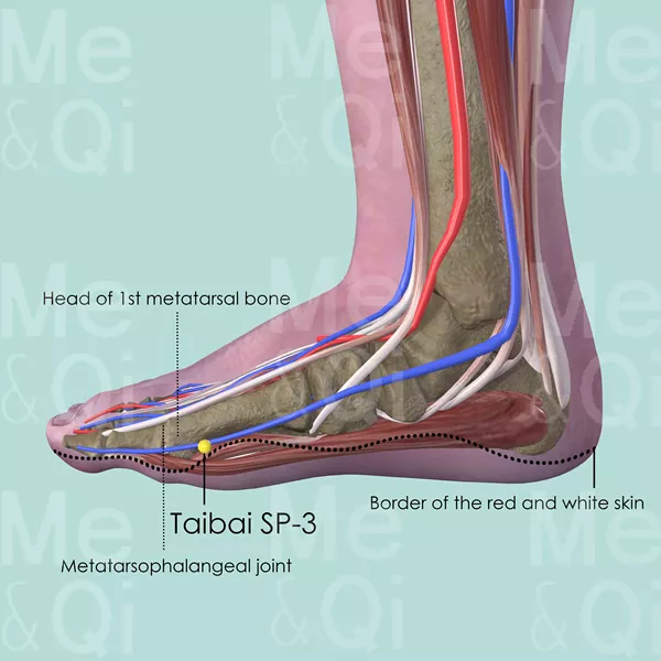 Taibai SP-3 - Muscles view - Acupuncture point on Spleen Channel
