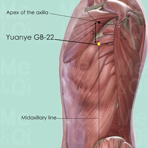 Yuanye GB-22 - Muscles view - Acupuncture point on Gall Bladder Channel