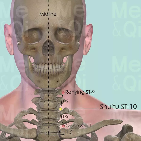 Shuitu ST-10 - Bones view - Acupuncture point on Stomach Channel