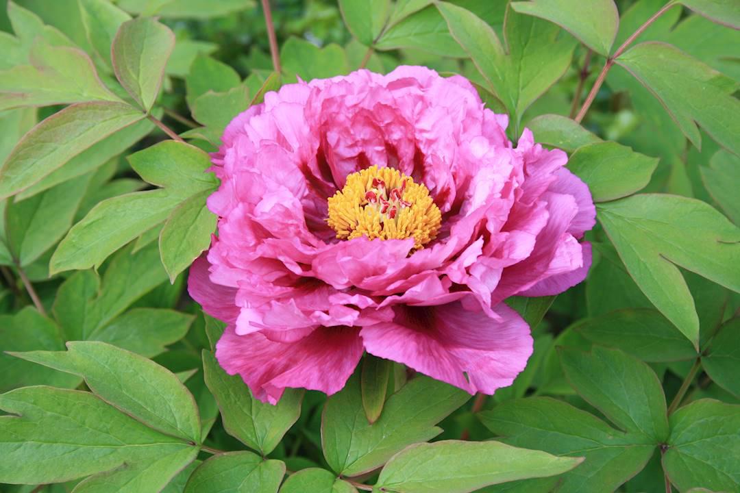 Chi Shao (Red peony roots) plant