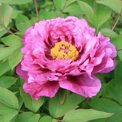 Chi Shao (Red peony roots) plant