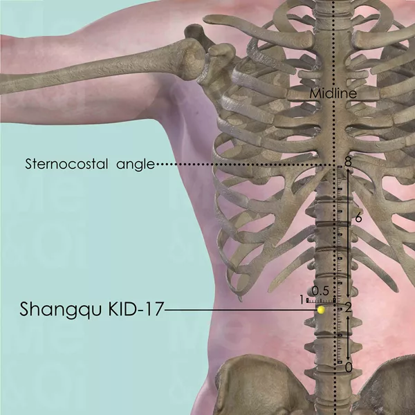 Shangqu KID-17 - Bones view - Acupuncture point on Kidney Channel