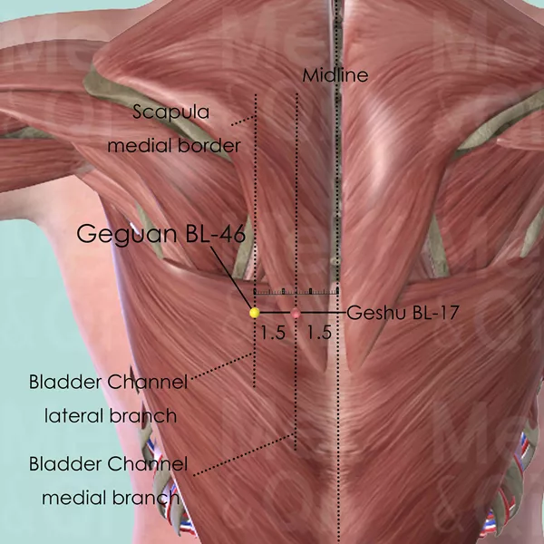 Geguan BL-46 - Muscles view - Acupuncture point on Bladder Channel