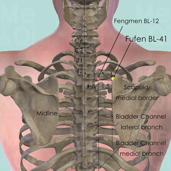 Fufen BL-41 - Bones view - Acupuncture point on Bladder Channel