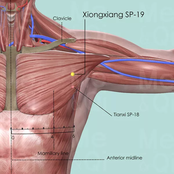Xiongxiang SP-19 - Muscles view - Acupuncture point on Spleen Channel