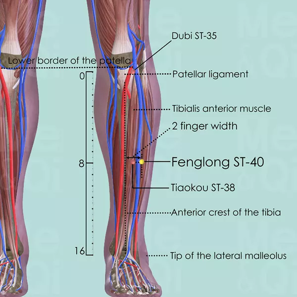 Fenglong ST-40 - Muscles view - Acupuncture point on Stomach Channel