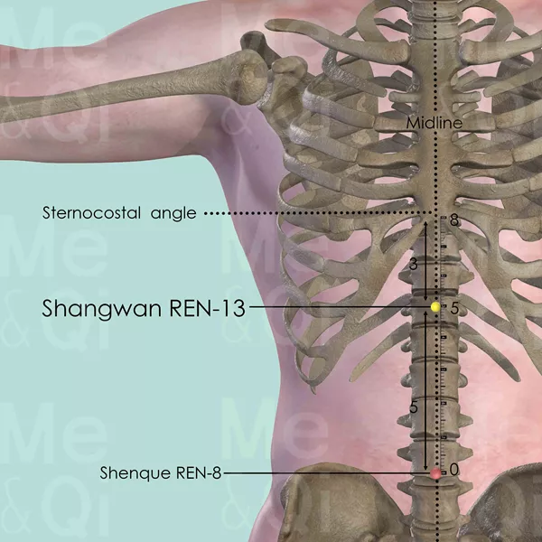 Shangwan REN-13 - Bones view - Acupuncture point on Directing Vessel
