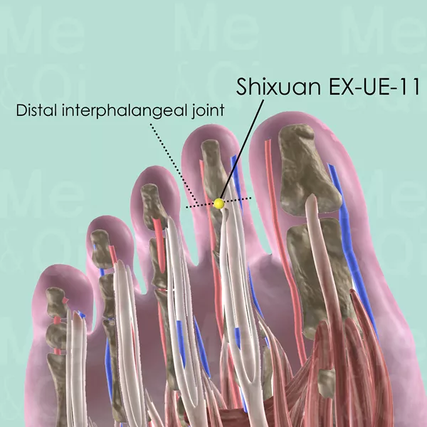 Duyin EX-LE-11 - Muscles view - Acupuncture point on Extra Points: Lower Extremities (EX-LE)