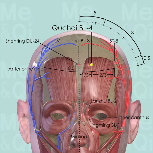 Qucha BL-4 - Muscles view - Acupuncture point on Bladder Channel