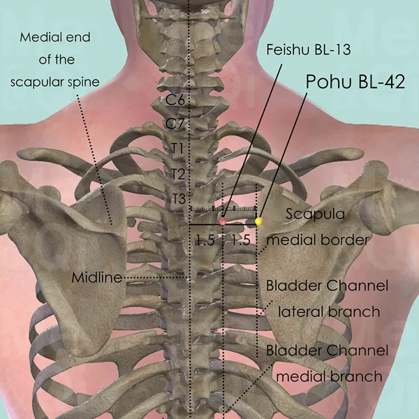 Pohu BL-42 - Bones view - Acupuncture point on Bladder Channel