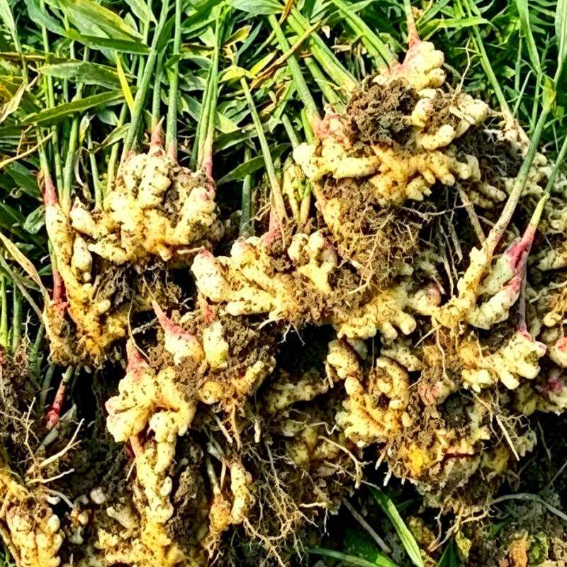 Pian Jiang Huang (Wenyujin Concise Rhizome) plant