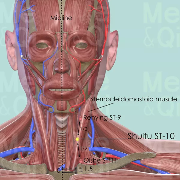 Shuitu ST-10 - Muscles view - Acupuncture point on Stomach Channel