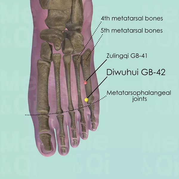 Diwuhui GB-42 - Bones view - Acupuncture point on Gall Bladder Channel