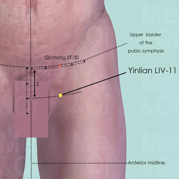 Yinlian LIV-11 - Skin view - Acupuncture point on Liver Channel