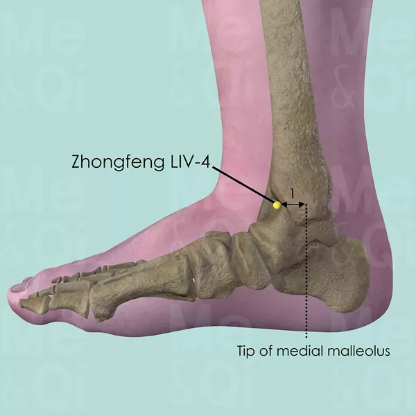 Zhongfeng LIV-4 - Bones view - Acupuncture point on Liver Channel