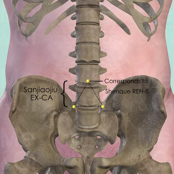 Sanjiaojiu EX-CA - Bones view - Acupuncture point on Extra Points: Chest and Abdomen (EX-CA)
