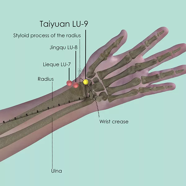 Taiyuan LU-9 - Bones view - Acupuncture point on Lung Channel