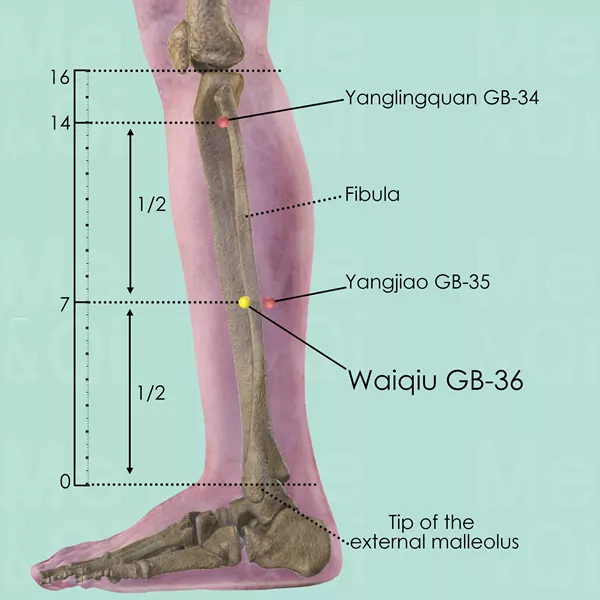 Waiqiu GB-36 - Bones view - Acupuncture point on Gall Bladder Channel