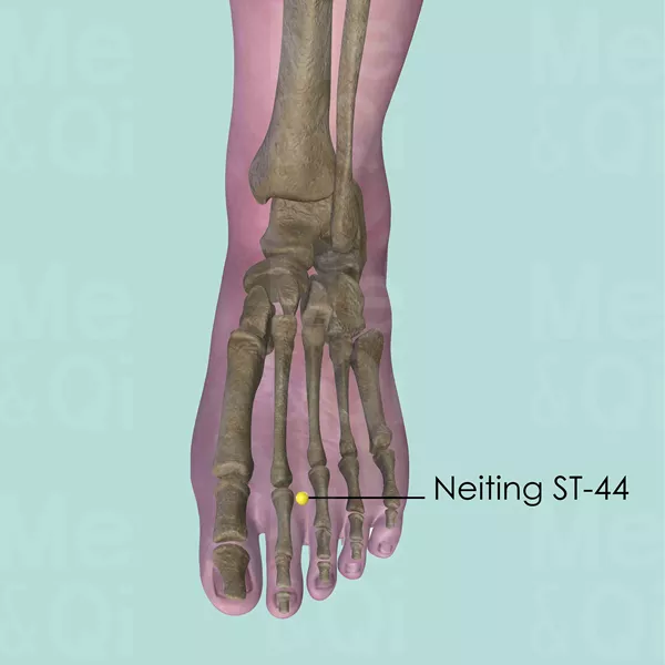 Neiting ST-44 - Bones view - Acupuncture point on Stomach Channel