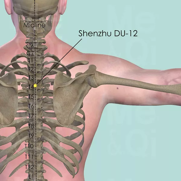 Shenzhu DU-12 - Bones view - Acupuncture point on Governing Vessel